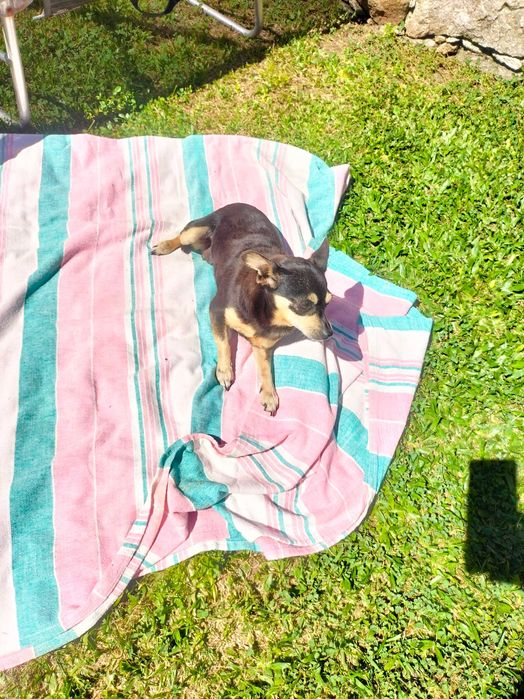 Pinscher mini fêmea