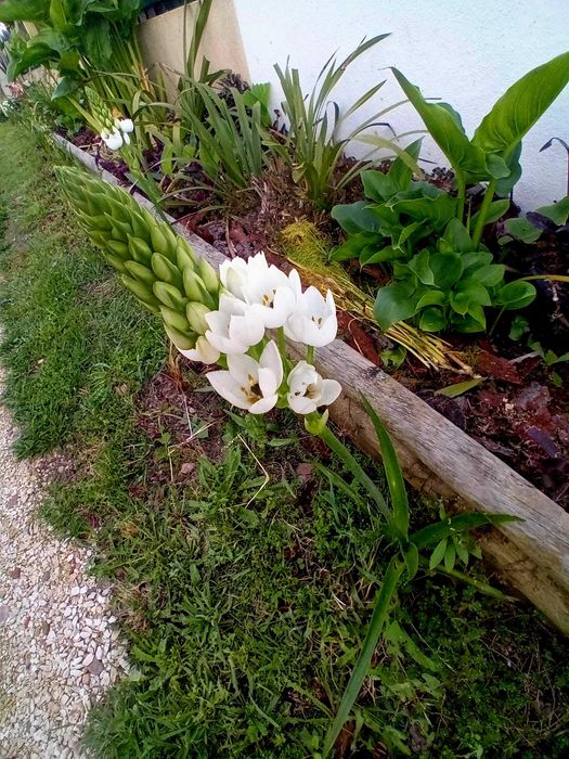 Ornithogalum (Beijinhos de Mae) lote de 5 plantas