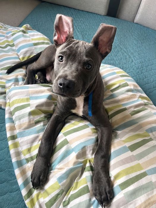 American staffordshire terrier