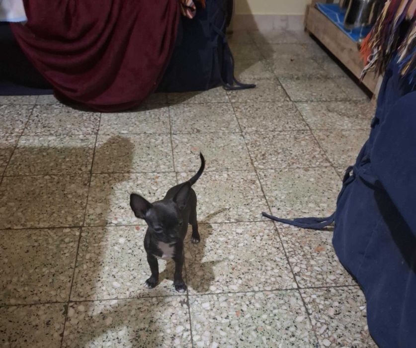 Chihuhua ultima chihuhua