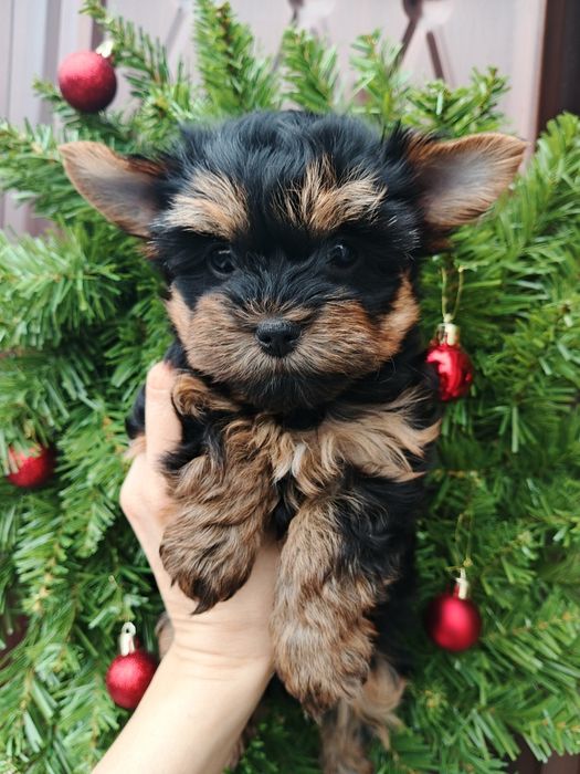 Милейшие щенки Йорики