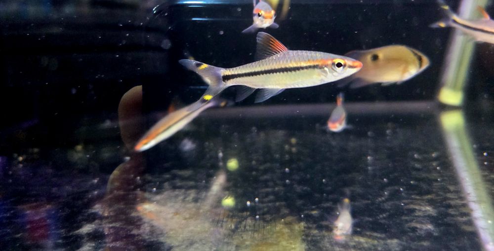 Brzanka denisona (puntius denisoni)