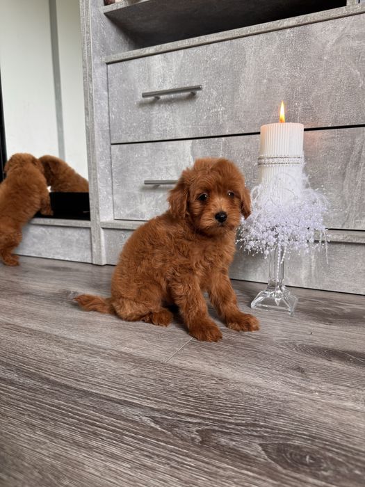 Хлопчик Ред мальтіпу