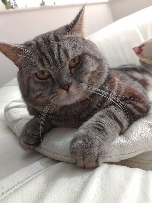 Кот.В'язка мармуровий скотіш страйт.