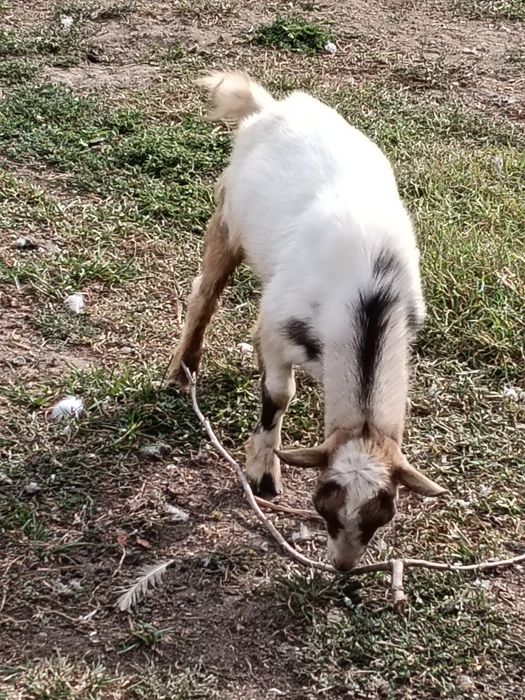 Vendo Cabritinho com três meses e meio