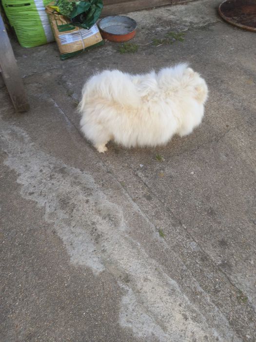 Spitz Pomerânia macho. Com pedigree