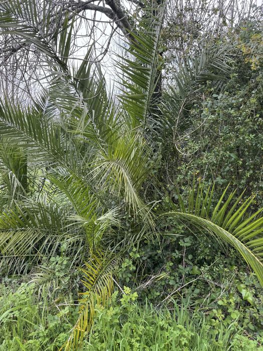 Palmeira Diversos Tamamhos