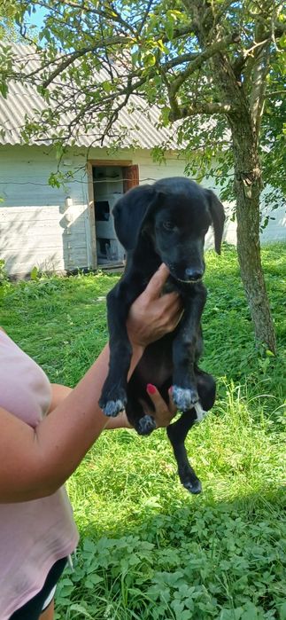 В добрі ручки собак