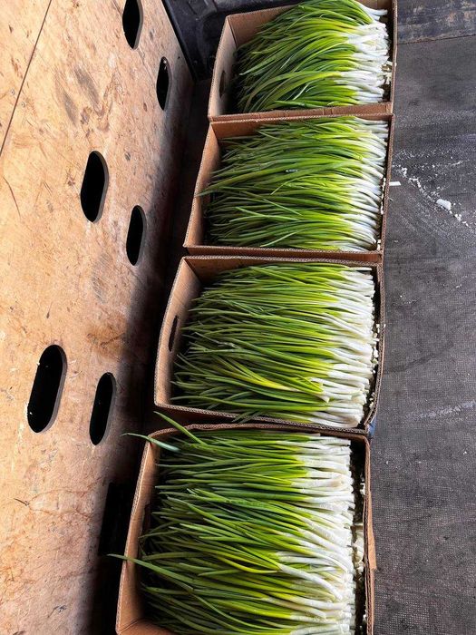 Зелена цибуля перо