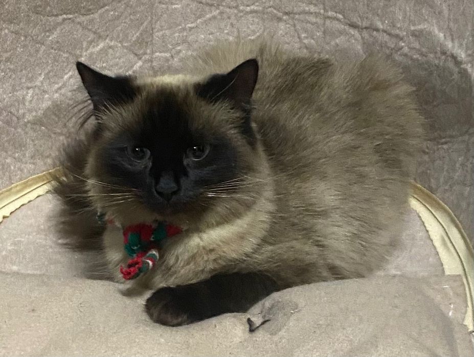 Продам кішку сіамську 1 рік