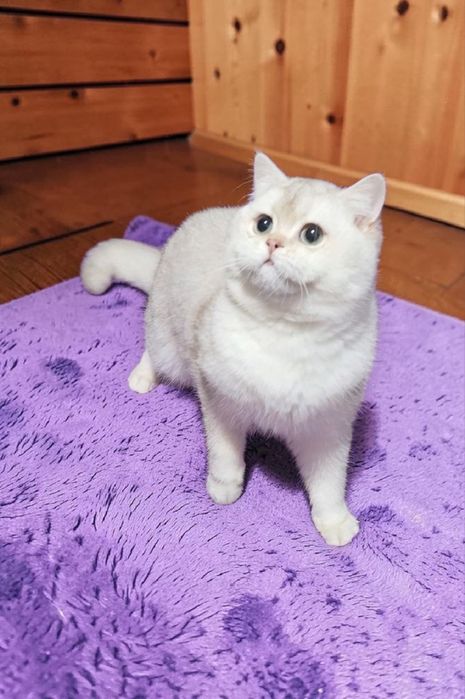 Шикарний британський хлопчик 9 місяців