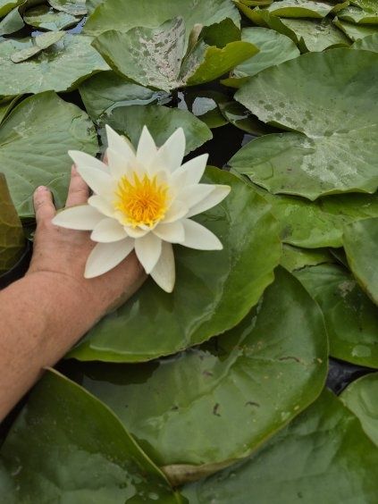 Lilia wodna Albida