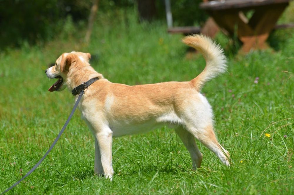 Donald- do adopcji