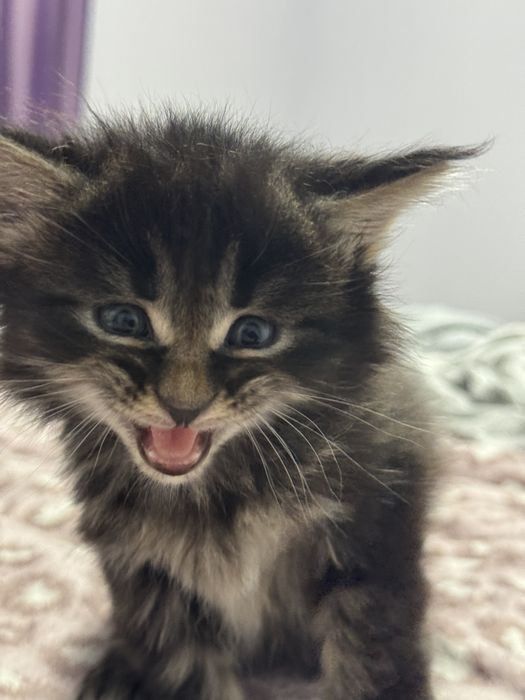 Продам кошенят породи Мейн Кун