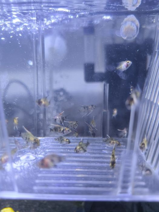 Escalares Koi bebes adolescentes e adulto