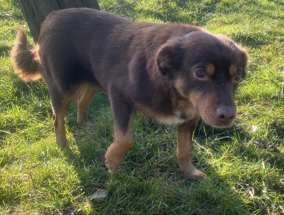 Sunia Choko - do adopcji czekoladowa piekność