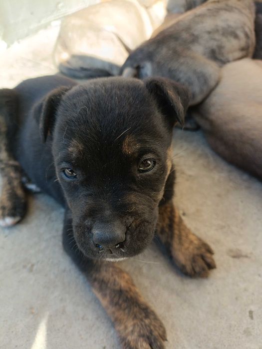 Цуцики віддам безкоштовно
