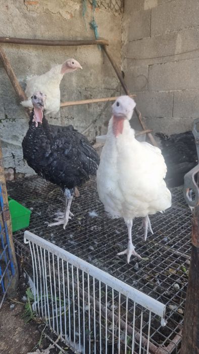 Perús Selvagens de várias cores