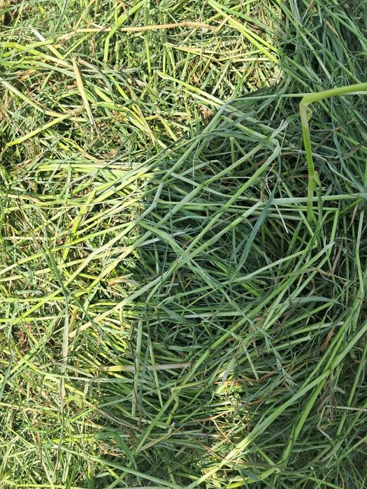 Sianokiszonka z traw sianych siano