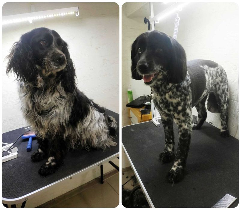 Грумінг для тварин