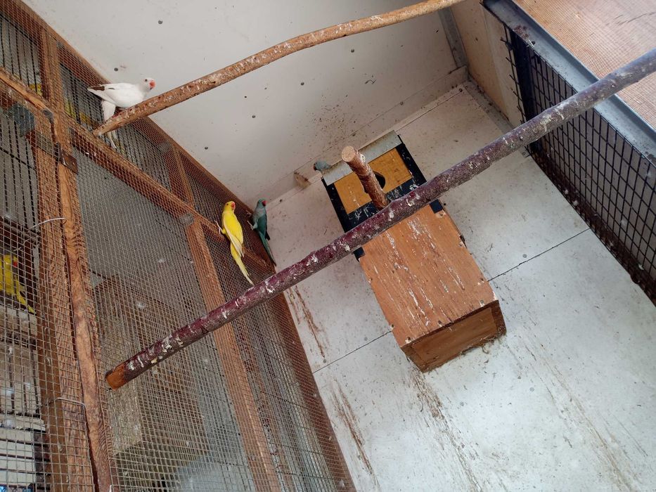 Aleksandretty obroże