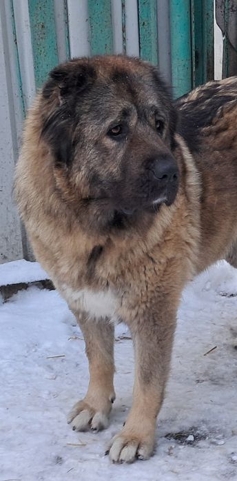 Цуценята кавказької вівчарки