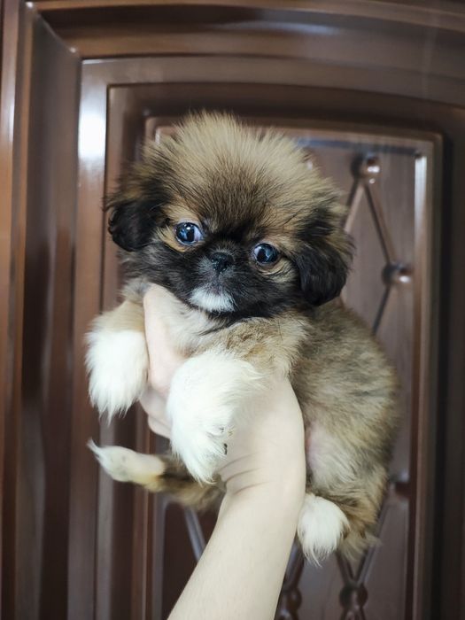 Милейшая красотка пекинесочка