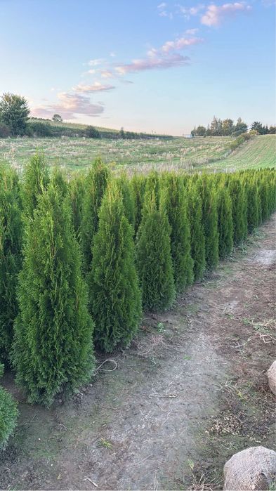 Tuje Szmaragd 140-150cm ‼️DOSTAWA ‼️ SADZENIE ‼️ Producent