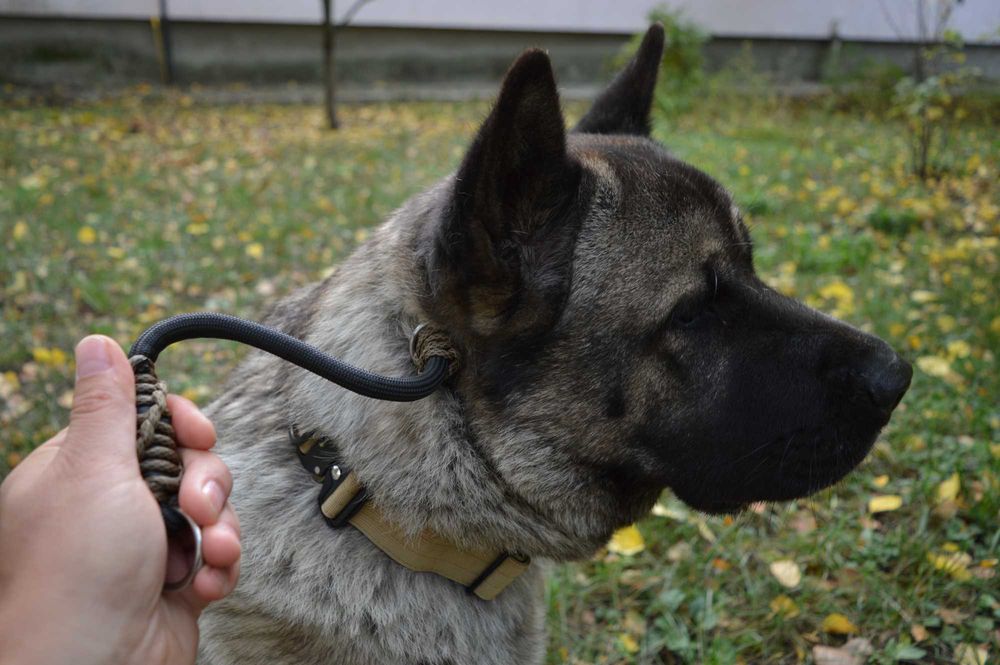 Новинка! Нашийник контролер для собак 10мм | Dogspotter Gen.II