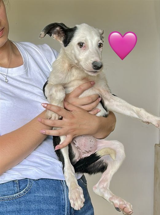 Cães bebés para adoção responsável