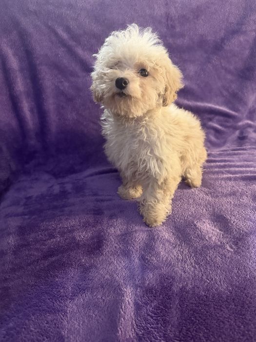 Caniche menina mini