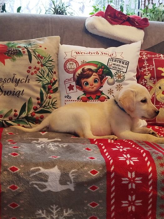 Labrador retriever szczenięta