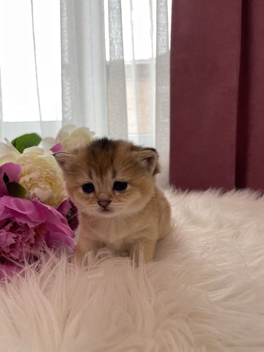 Золота шиншила, шотландська, кошенята