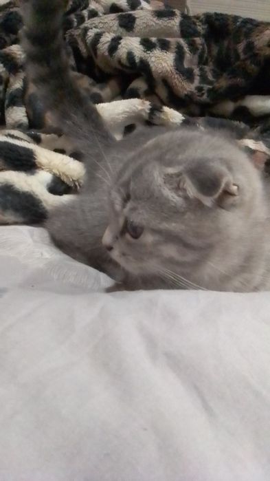 Продам шотландське кошеня.