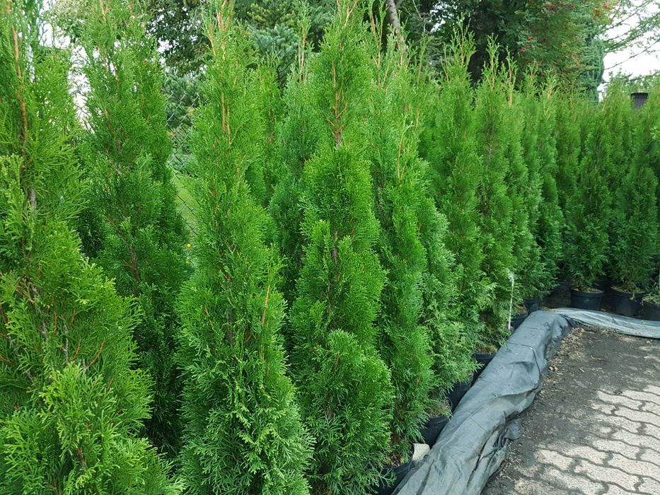 Tuja Szmaragd 160cm Ukorzenione Donica TRANSPORT SADZENIE