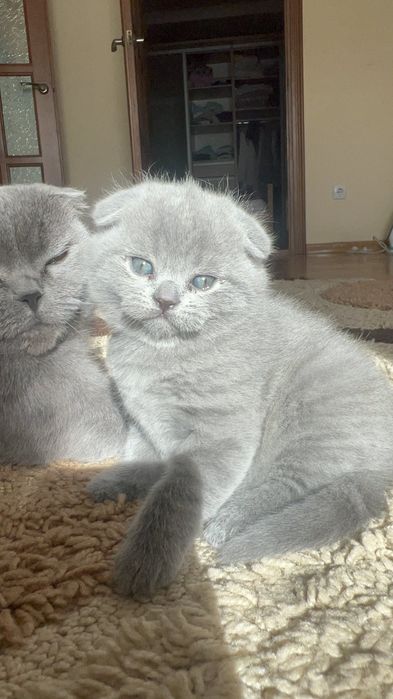 В'язка     котів