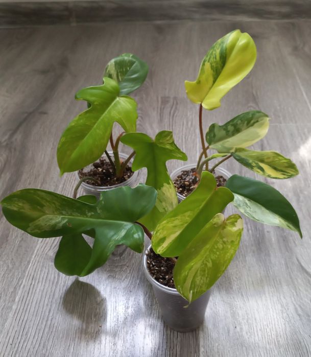 Филодендрон Меджик маск