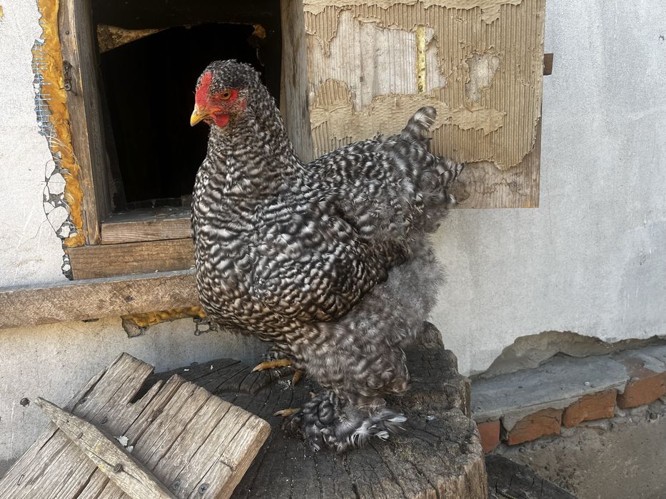 Курка кохінхін