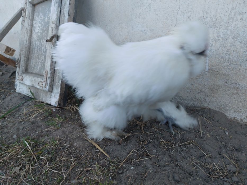 Kogut biały silka