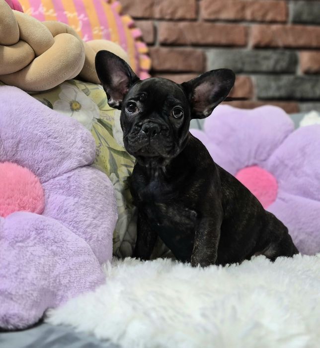 dziewczynka buldog francuski gotowa do odbioru