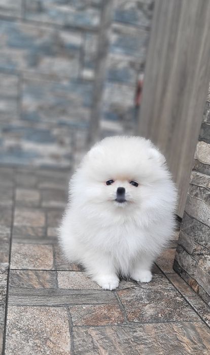 Померанский шпиц,  девочка FCI