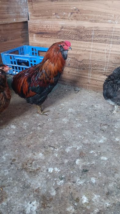 Casal galinhas Araucanas - Ovos Azuis