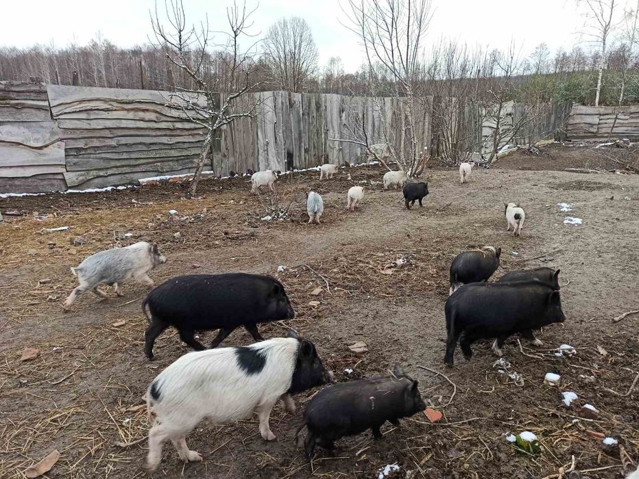 Продаємо в'єтнамських поросят