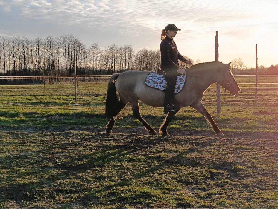 Przemiła klacz wszechstronna konik polski 10 lat