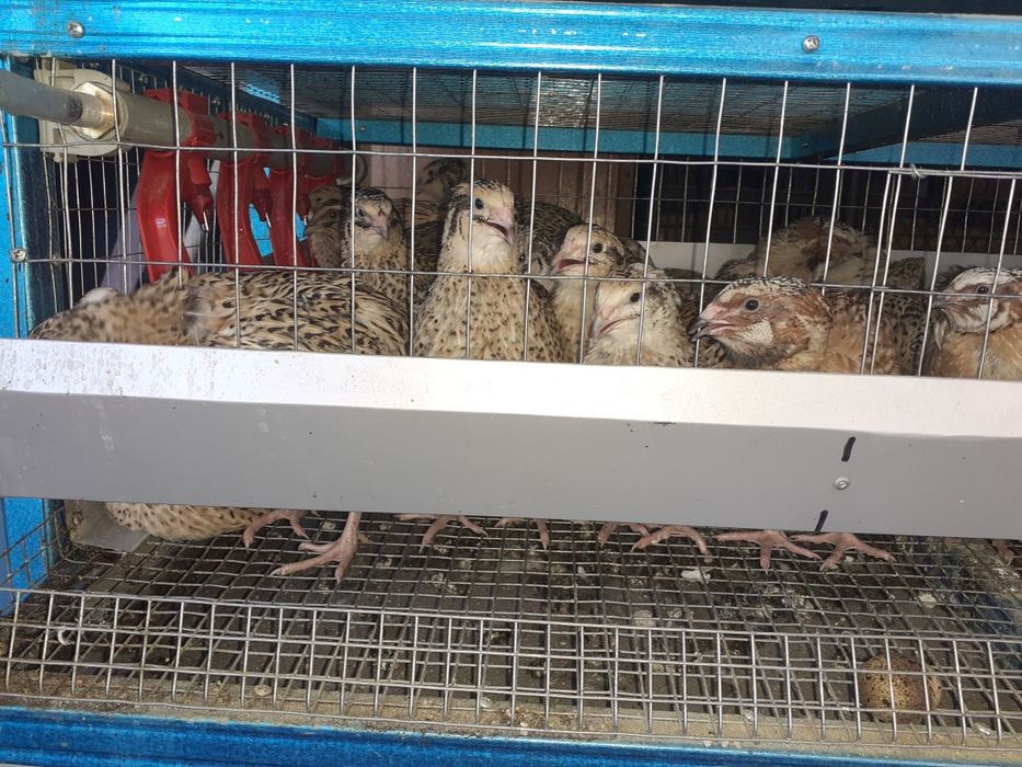 Клітка для перепілок або курчат