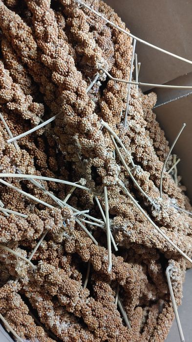 Чуміза для папуг і гризунів чумища колоски  корм для пташок волнистик