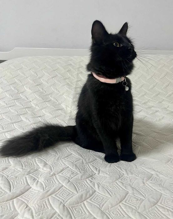 Котенок 8 месяцев (стерил) мальчик