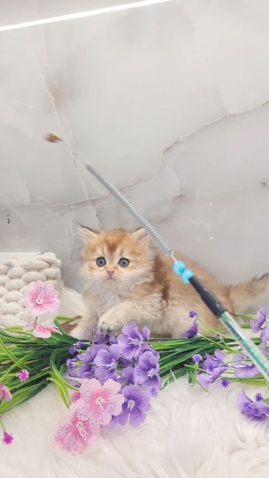 Дуже ручне кошеня шотландський хлопчик золота шиншила
