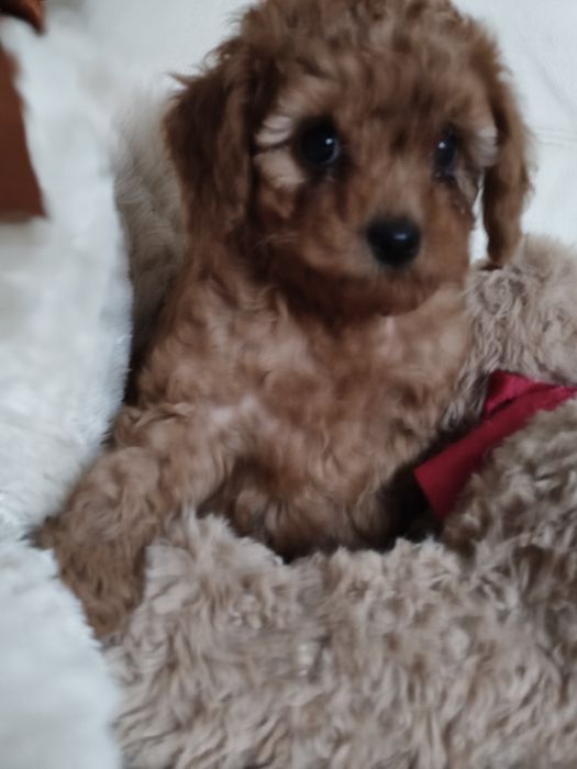 Пулель той мини пудель