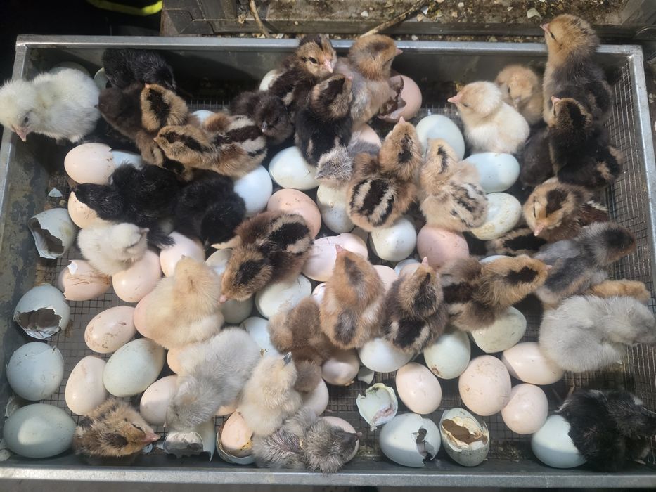 Kury rosy kury araukany kury silki naturalne ekologiczne kury